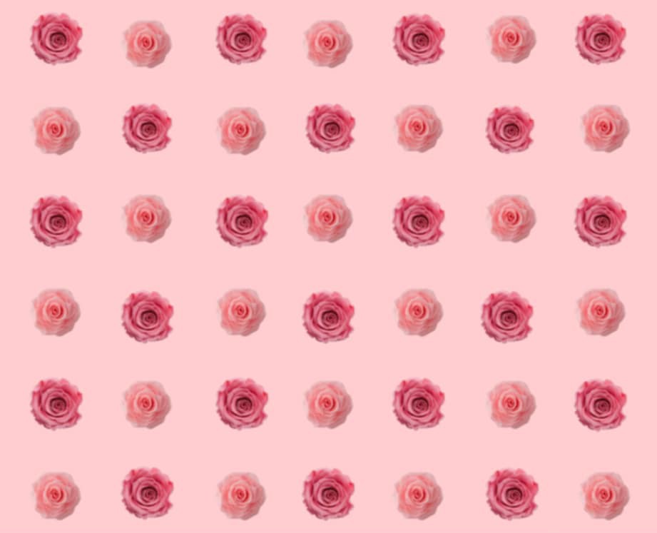 Pink roses