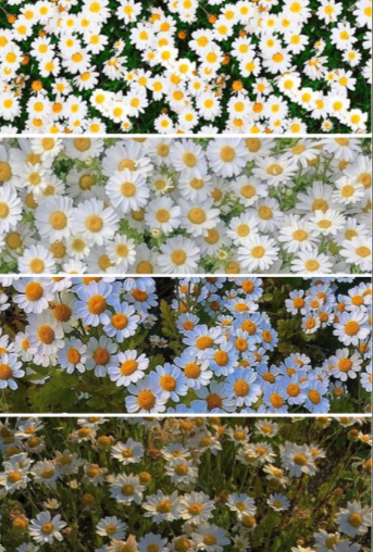 Real daisies